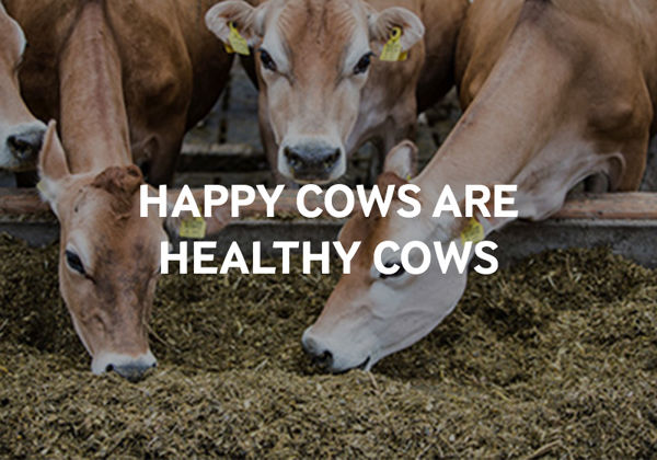 Szczęśliwe krowy to zdrowe krowy