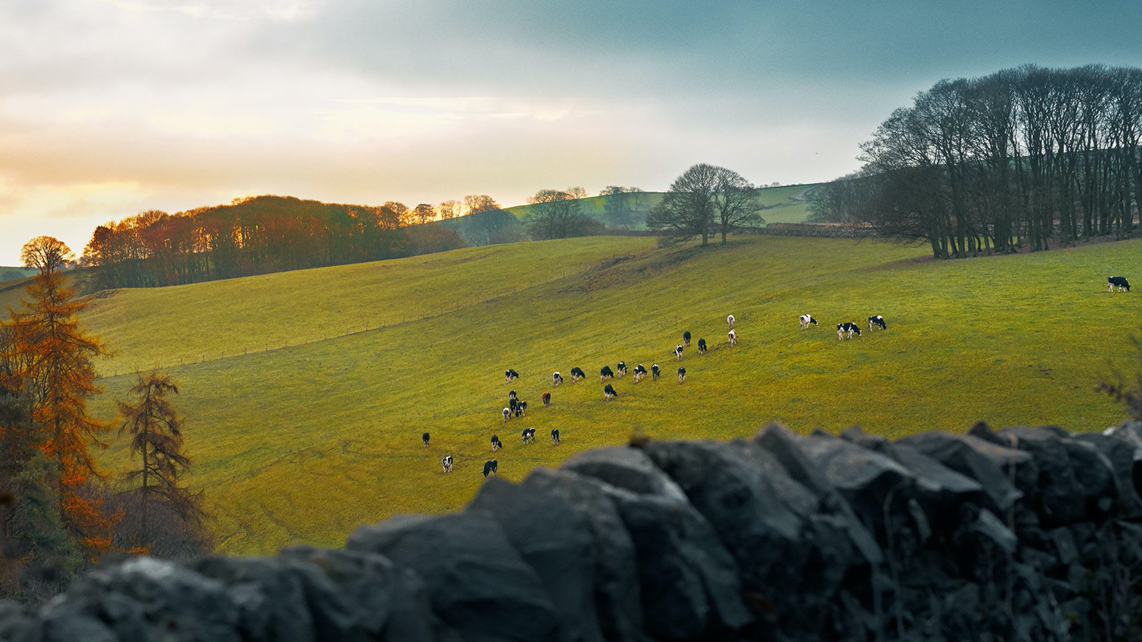 A large open grassy field with cows taken from a distance behind a wall