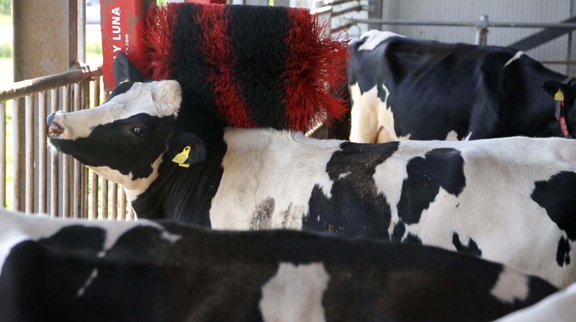 Krowy w dobrej kondycji