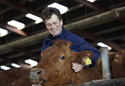 Nasze krowy są codziennie doglądane