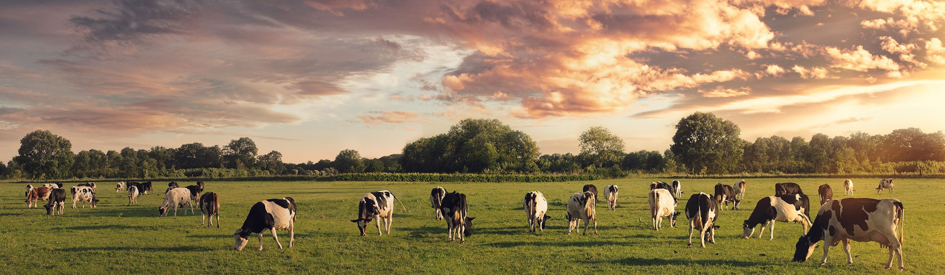 Arla Poland - Homepage hero image