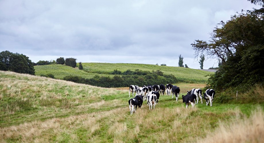 IEEP Report: A vision for a sustainable European dairy industry