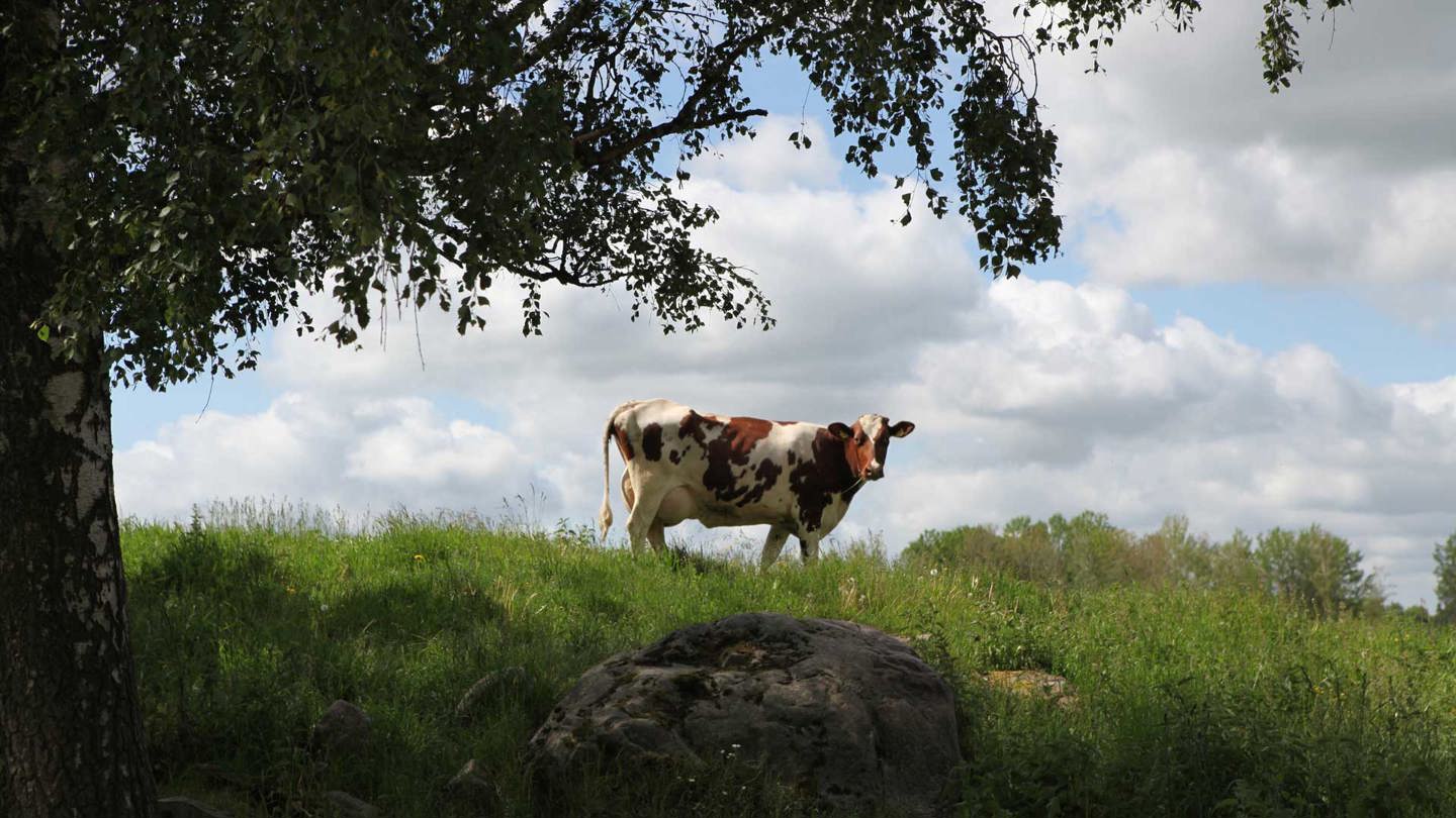 Castello Arla Foods Polska Sa