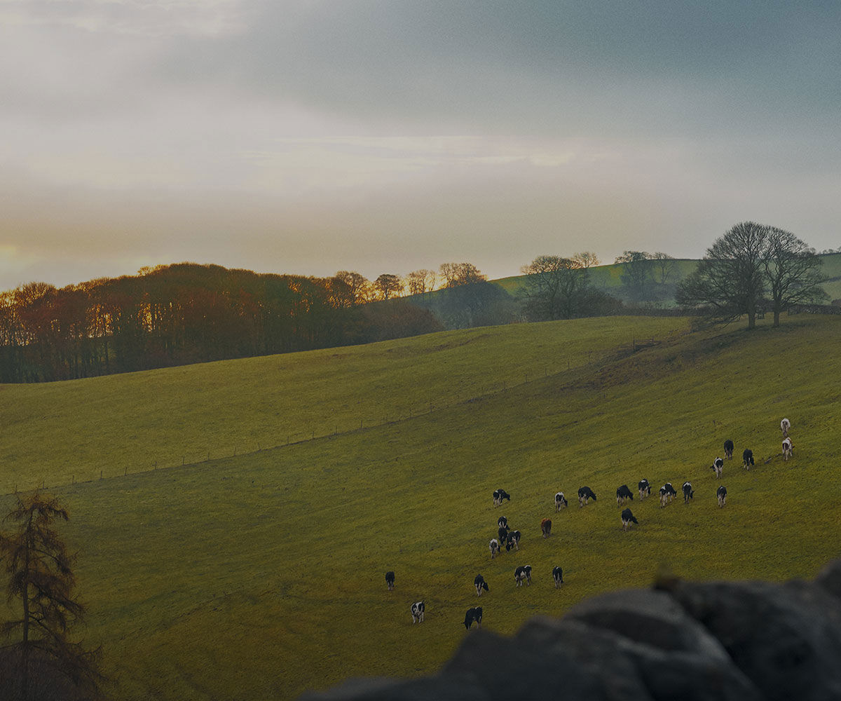 green field with cows